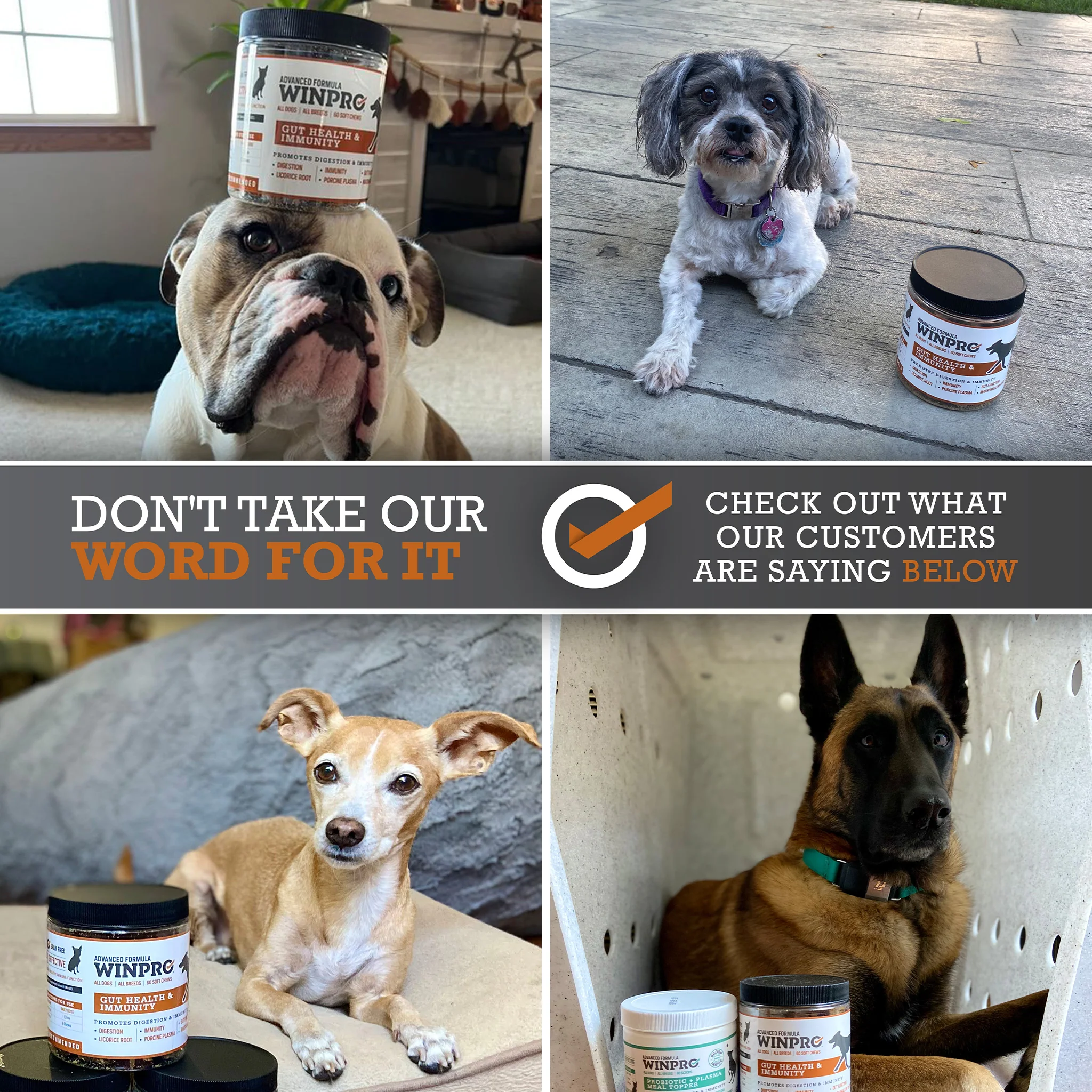 Gut Health - Image 7